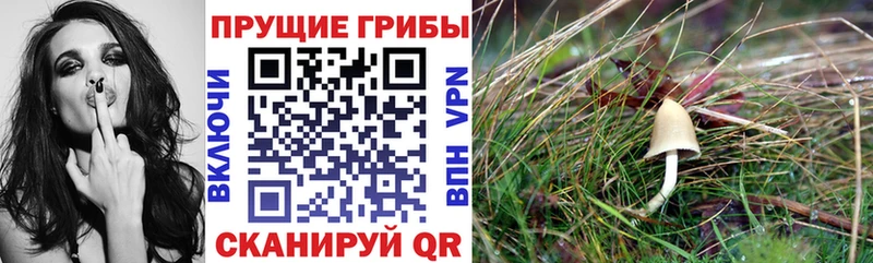 Псилоцибиновые грибы Cubensis  Курлово 